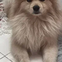 این سگ پیدا شده