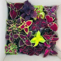 استند جدیدمون مدرن ۶ گلدان|کتابخانه، شلف، قفسه‌های دیواری|جوانرود, |دیوار