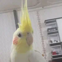 عروس هلندی لوتینومولدبا۳جوجه