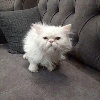 گربه پرشین|گربه|بیرجند, |دیوار