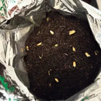 چای الحجی  هل دار اصل عراقی
