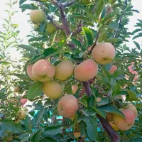 خدمات باغبانی|خدمات باغبانی و درختکاری|مشهد, توس فردوسی|دیوار