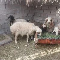 یه میش بختیاری یه شیرازی