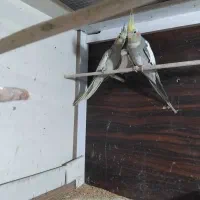 عروس هلندی دو جفت