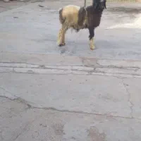 بره نر به فروش میره