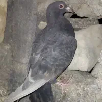 کبوتر جوجه قهوه ای پلاکی ذات سرور