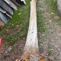 تنه درخت سالم