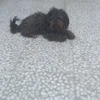 سگ  پا کوتاه