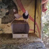 کفترگمشده طوقی