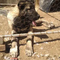 توله نر عراقی پژدر