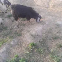 تروشت