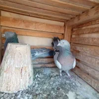 کبوتر اصفهانی کاغذی سینه طلای|پرنده|خمینی‌شهر, |دیوار