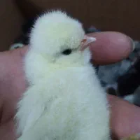 جوجه،سلطان،یک روزه ،زینتی  یوسل