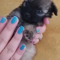 شیتزو اشپیتز سوپرفلت سایزصفر