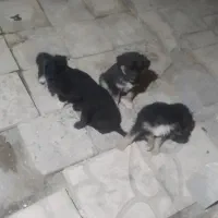 پاپی