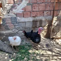 بوقلمون|حیوانات مزرعه|بم, |دیوار