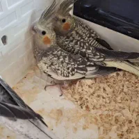 عروس هلندی ایزابلا