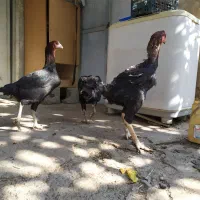 یک ست لاری دانگ بالا سلامت|حیوانات مزرعه|هشتگرد, خور|دیوار