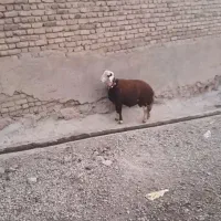 بره قوچ پلنگی