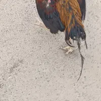 خروس لاری|حیوانات مزرعه|بهارستان, |دیوار