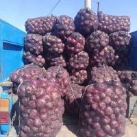 پیاز در جه یک