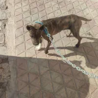 پیت بول|سگ|لنجان, |دیوار