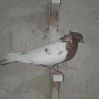 جوجه سینه نر|پرنده|شیراز, پانصد دستگاه ارتش|دیوار