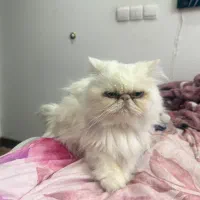 گربه پرشین سوپر فلت|گربه|مشهد, گوهرشاد|دیوار