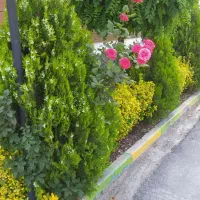 خدمات باغبانی