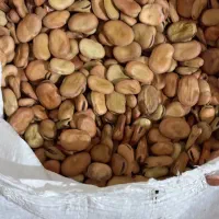 بذر باقلا هیستال درجه یک