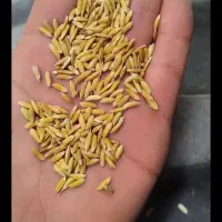 چلتوک و برنج چمپا