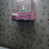 دوعد فنچ سالم