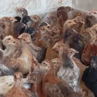 جوجه مرغ خروس  45روزه 400گرمی شیراز ارسال رایگان|حیوانات مزرعه|شیراز, شریف‌آباد|دیوار