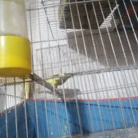 قناری ماده ابلق مست مست|پرنده|کرمان, |دیوار