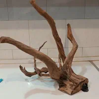 آبنوس