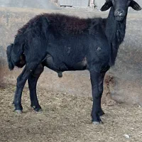 قوچ کردستانی اصل لخت
