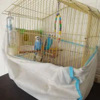 مرغ عشق ((با تمام وسایل موجود))