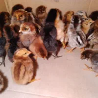 جوجه محلی یکروزه