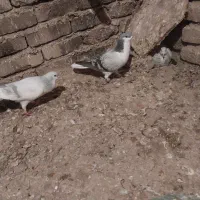 سلام دوستان گرامی جفت نرتیره یه گل دم داره|پرنده|اقبالیه, |دیوار