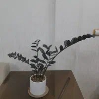 گل طبیعی|گل و گیاه طبیعی|اسلامشهر, زرافشان|دیوار