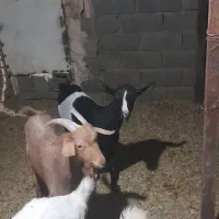 دو عدد کره نر و ماده|حیوانات مزرعه|تفت, |دیوار