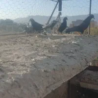 کفتر مناسب|پرنده|بیرجند, |دیوار