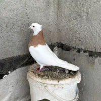 کفتر کلفه ماده