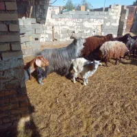 نر سه بری،|حیوانات مزرعه|کویرات, |دیوار