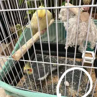 یک جفت عروس هلندی جفت خورده