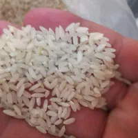 برنج شمشیری چرداول کیلویی ۶۰۰ هزار تومان