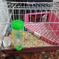 خرگوش خانگی