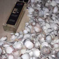 عطر|آرایشی، بهداشتی، درمانی|رامسر, |دیوار