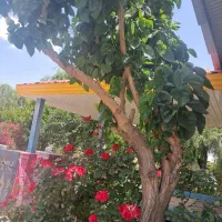 فروش کود حیوانی