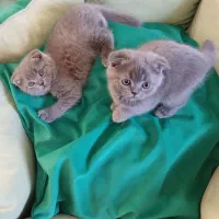 اسکاتیش بلو با اصالت|گربه|کرمان, |دیوار